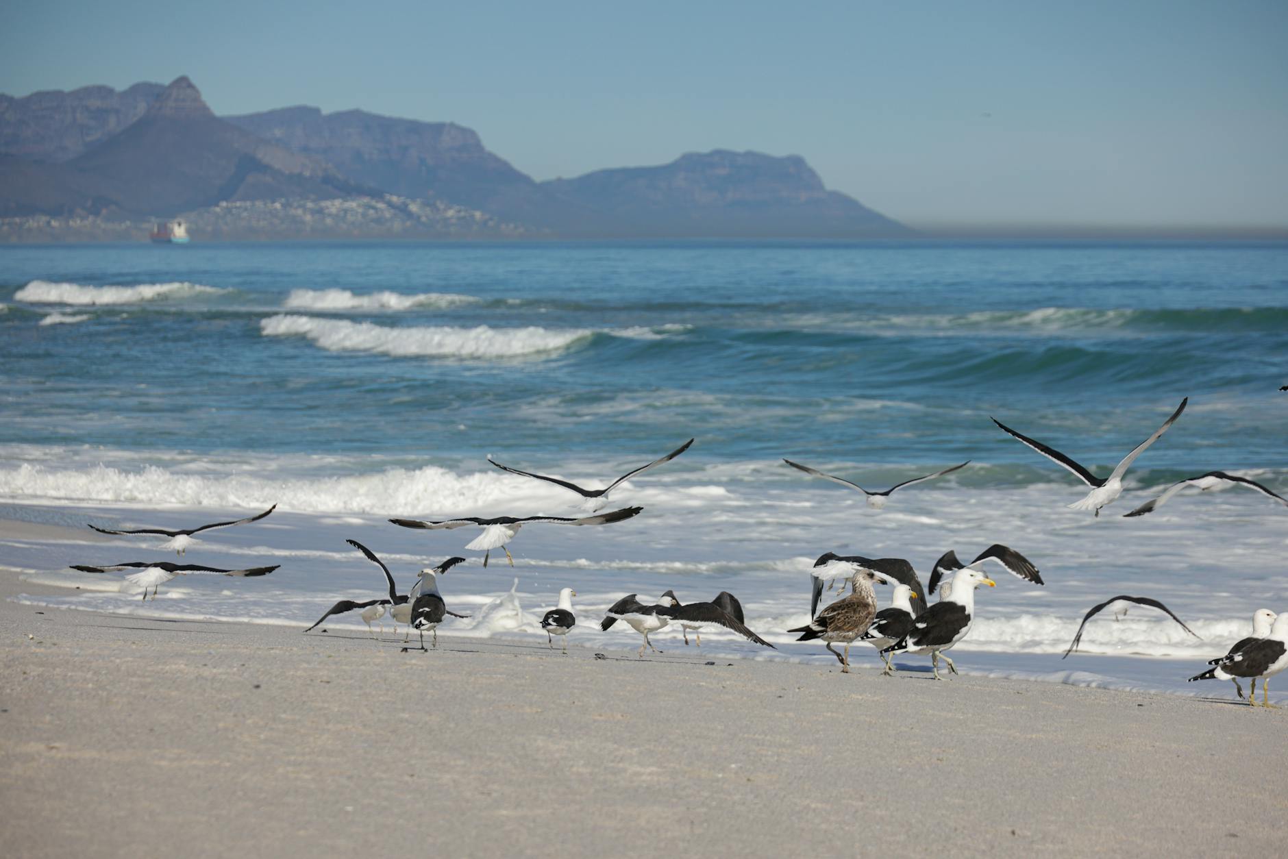 Seagulls fly over a serene beach in Cape Town with Table Mountain in the background.