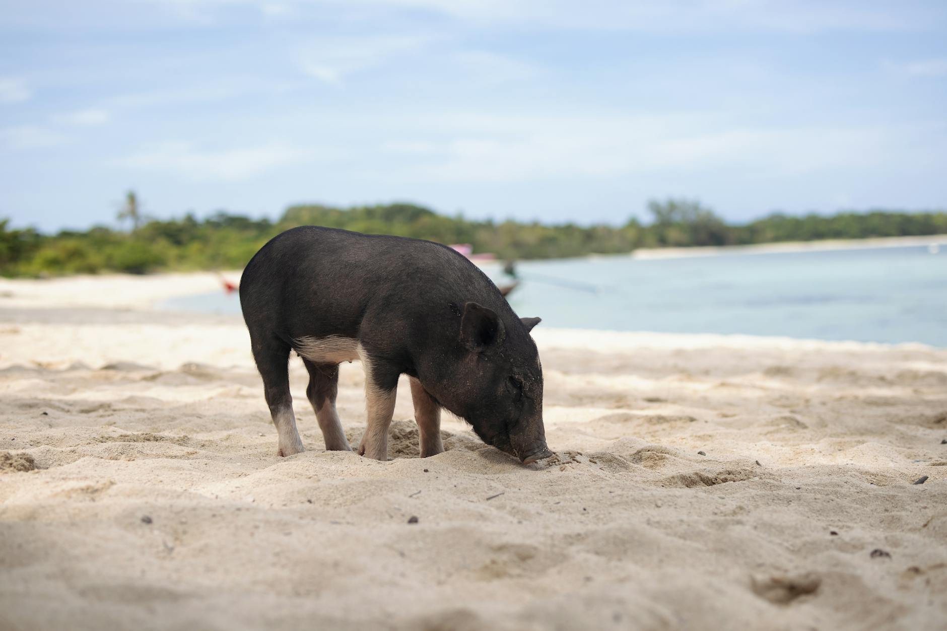 A wild pig explores a sandy beach with clear blue water in a tropical setting.