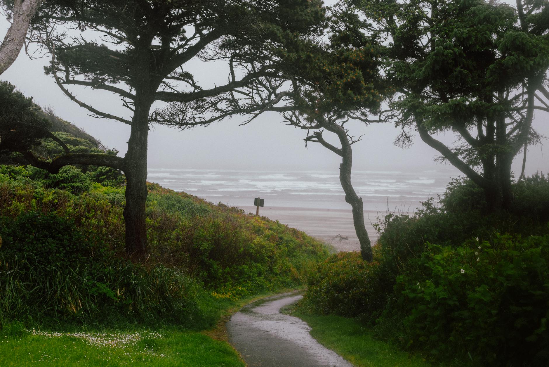 Beautiful path leading to a foggy beach through lush green trees in Oregon, USA.