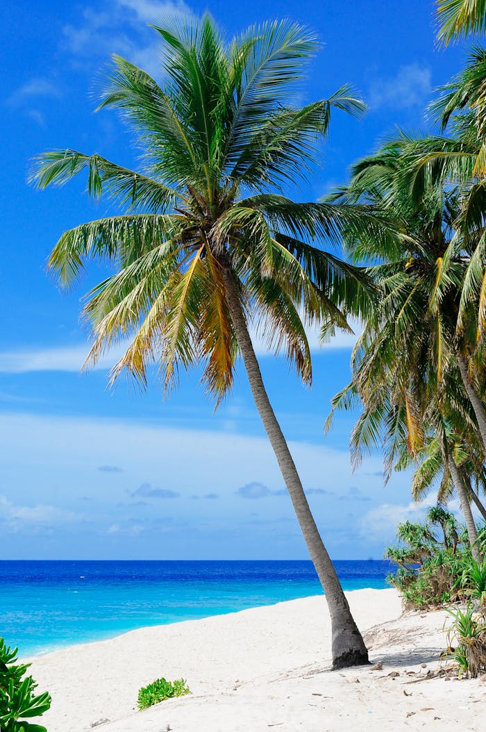 services-03 Stunning tropical beach with palm trees on Fuvahmulah Island, Maldives, showcasing white sands and blue ocean.